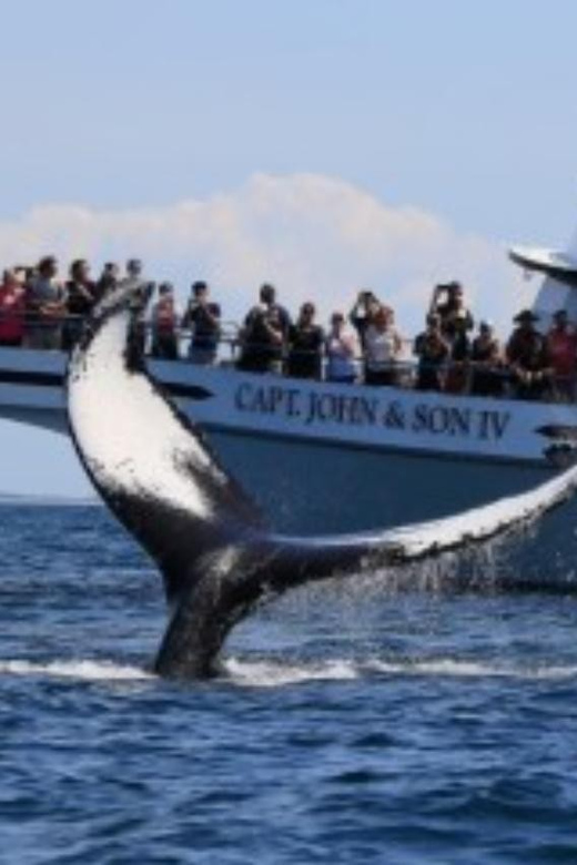 Provincetown: Whale Watching Cruise - What you might see at Stellwagen Bank