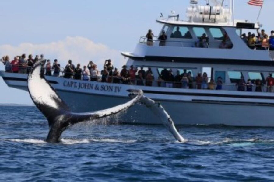Provincetown: Whale Watching Cruise - The role of the naturalist