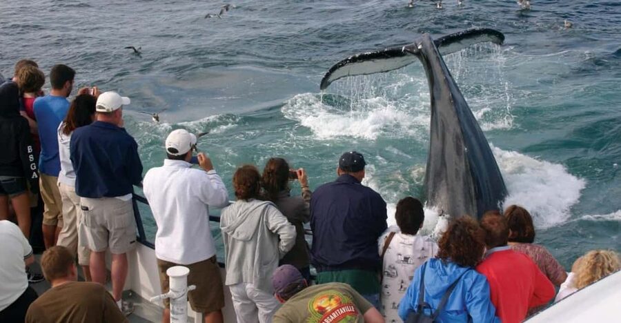 Provincetown: Whale Watching Cruise - Food, drinks, and the cabin