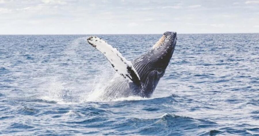 Provincetown: Whale Watching Cruise - The ride toward Cape Cod Bay