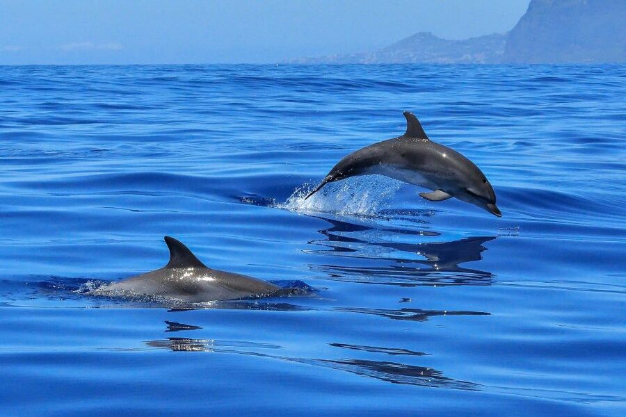 Puerto Colon: Dolphin and Whale Watching Speedboat Cruise - Sandwich, drink, and the practical value