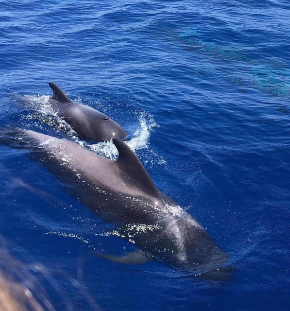 Puerto Colon: Whale and Dolphin Watching Yacht Trip - Setting out from Puerto Colón