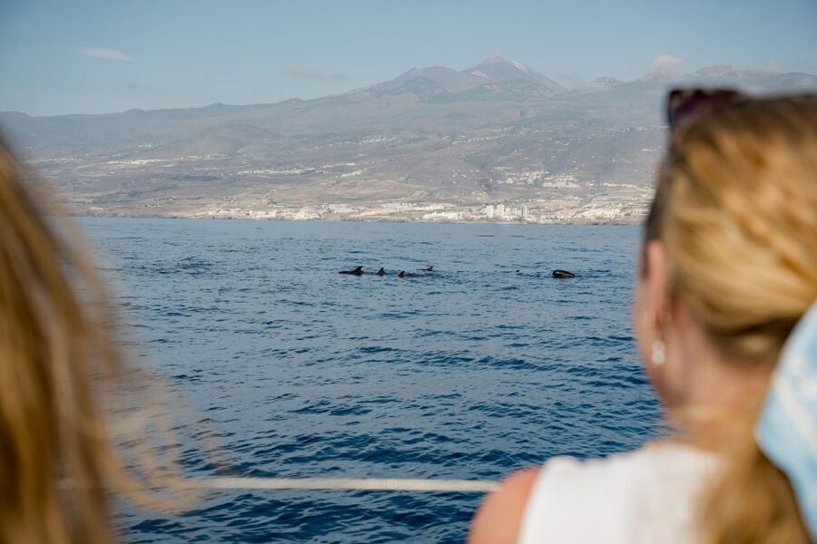 Puerto Colon: Whale and Dolphin Watching Yacht Trip - The Costa Adeje coast from the water