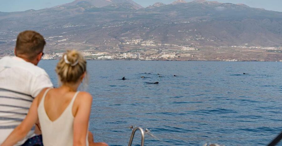 Puerto Colon: Whale and Dolphin Watching Yacht Trip - Searching for pilot whales, dolphins, and turtles