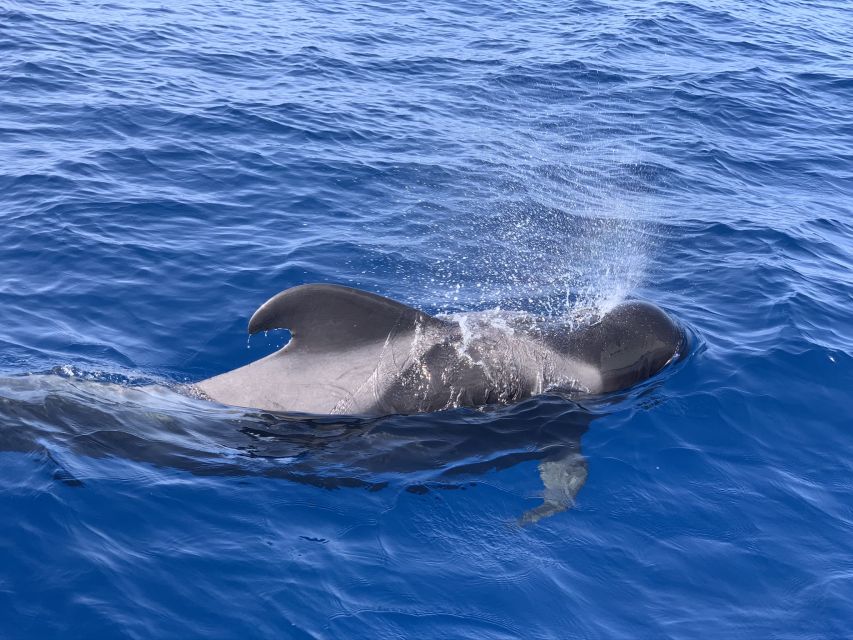 Puerto Colon : Whale & Dolphins Sailing Excursion - Should you book it?