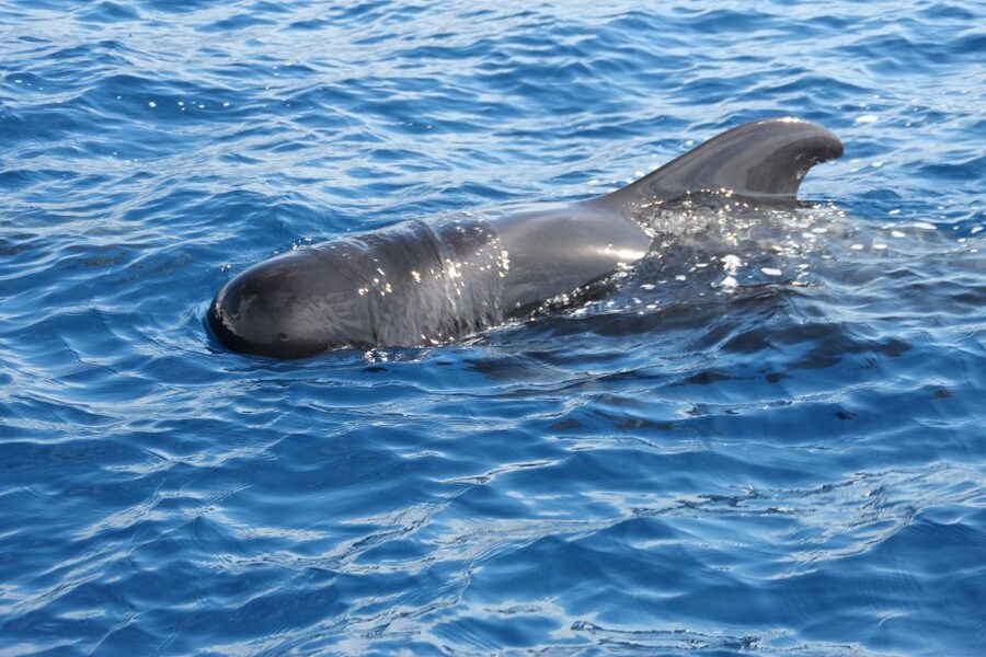 Puerto Colon : Whale & Dolphins Sailing Excursion - Sailing out from Puerto Colón