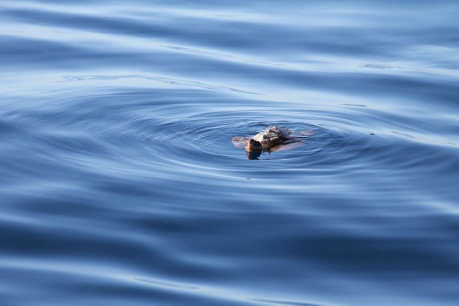Puerto Colon : Whale & Dolphins Sailing Excursion - Hearing the sea through a hydrophone