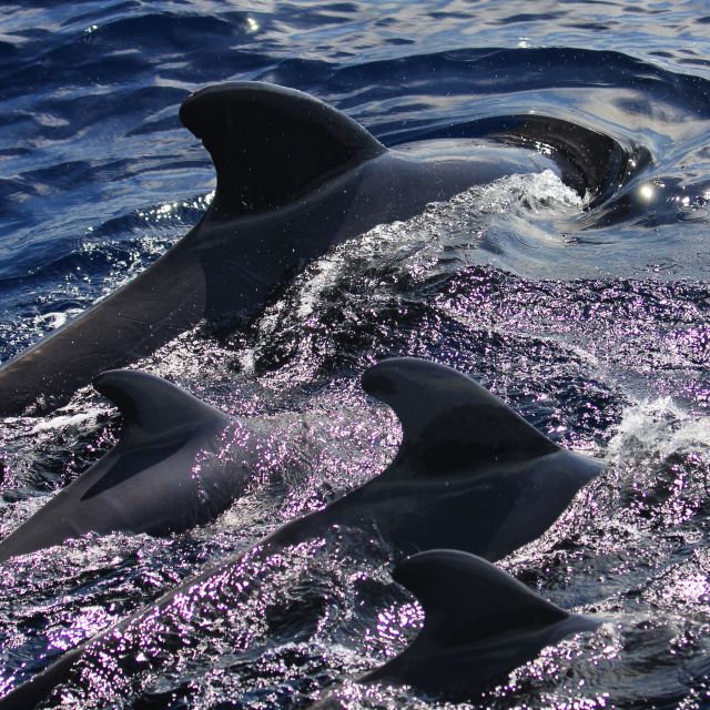 Puerto Colon : Whale & Dolphins Sailing Excursion - Diego Hernández Beach and the swimming stop