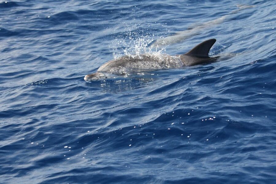 Puerto Colon : Whale & Dolphins Sailing Excursion - Choosing three hours or six