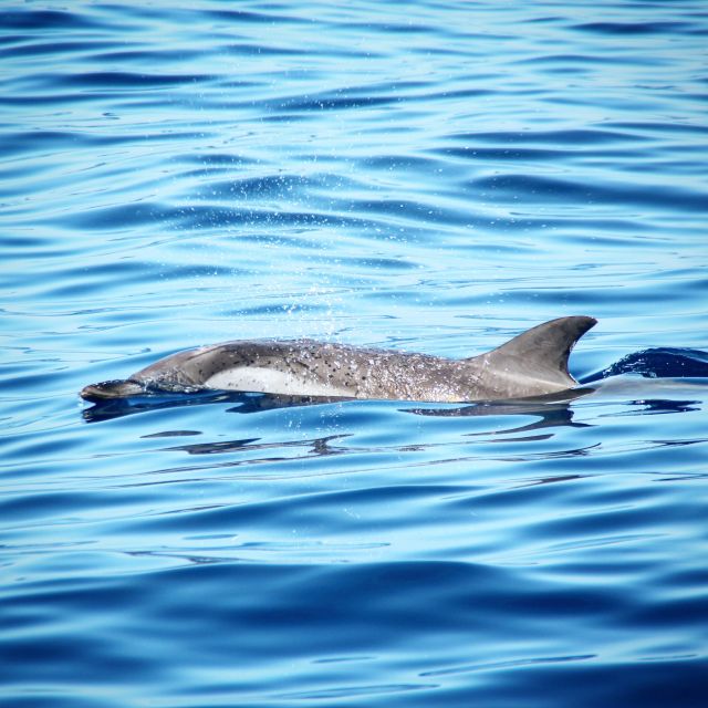 Puerto Colon : Whale & Dolphins Sailing Excursion - Handling seasickness before departure