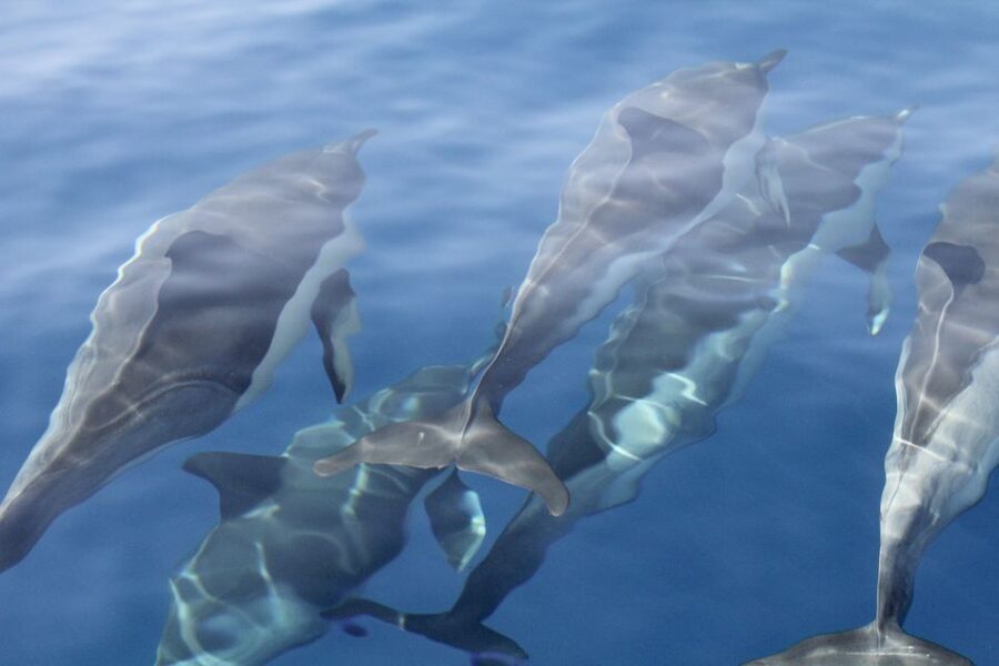 Puerto Colon : Whale & Dolphins Sailing Excursion - Who will enjoy this sailing trip most