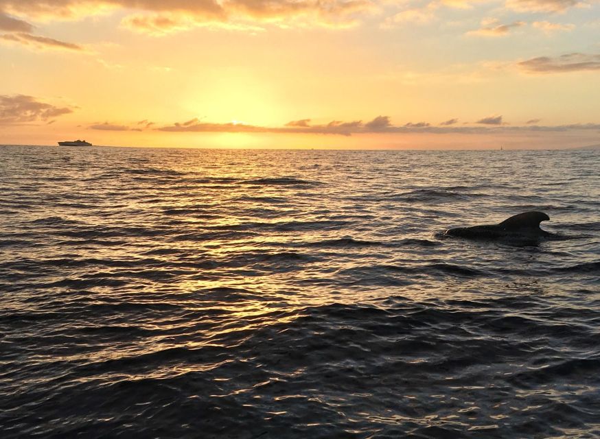Puerto Colon: Whale-Watching Sailing Tour with Meal & a Swim - What the three-hour timing really gives you