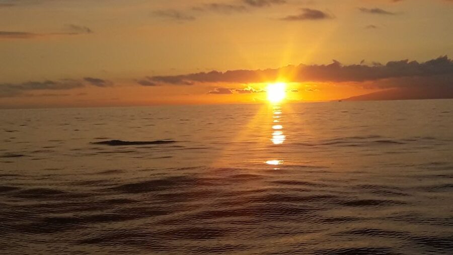 Puerto Colon: Whale-Watching Sailing Tour with Meal & a Swim - The captain shapes the wildlife search