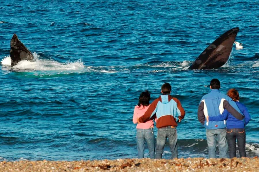 Puerto Madryn: El Doradillo Whale Watching Half-Day Tour - Key points to know before you go