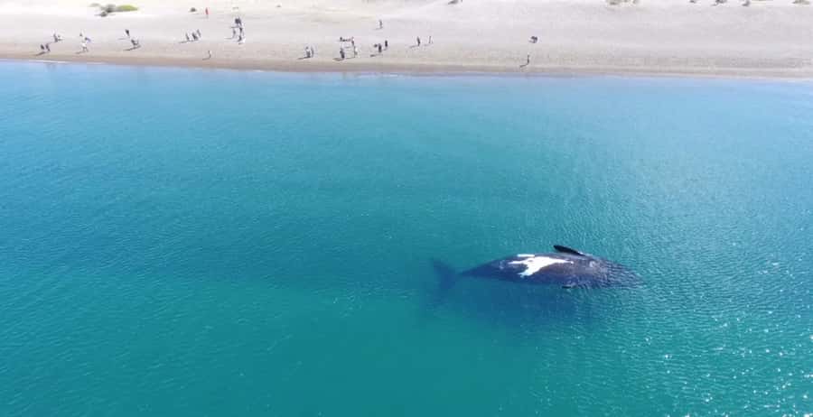 Puerto Madryn: El Doradillo Whale Watching Half-Day Tour - Why El Doradillo is such a good place for whale watching