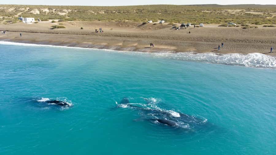 Puerto Madryn: El Doradillo Whale Watching Half-Day Tour - Punta Flecha: a 20-minute introduction to the whales