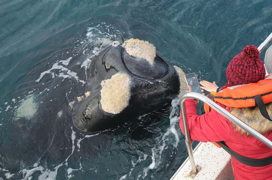Puerto Madryn: Península Valdés Day Tour with Whale Watching - Puerto Pirámides and the whale boat
