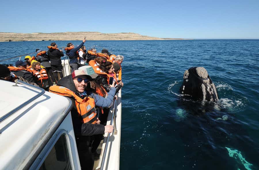 Puerto Madryn: Península Valdés Day Tour with Whale Watching - The Carlos Ameghino Centre sets the scene