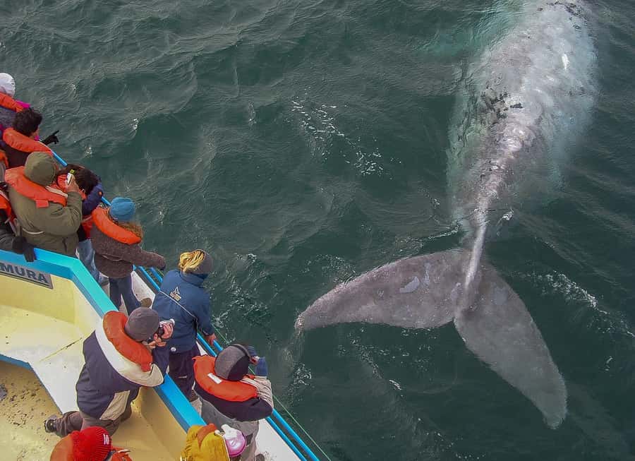 Puerto Madryn: Península Valdes with optional Whale Watching - Why Península Valdés is worth a full day