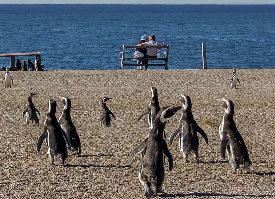 Puerto Madryn: Península Valdes with optional Whale Watching - Leaving Puerto Madryn before the crowds