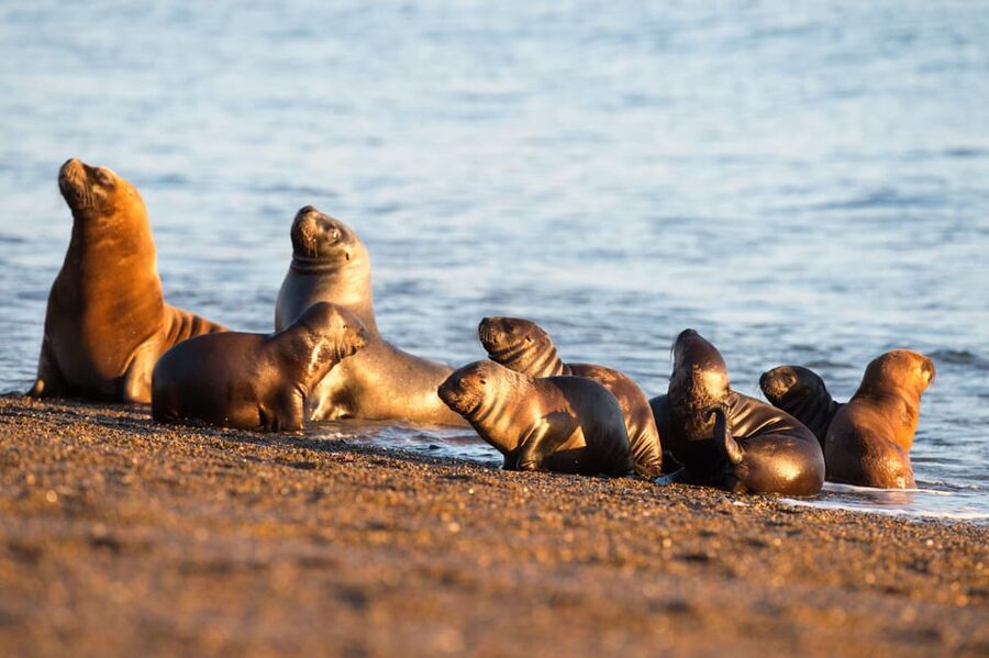 Puerto Madryn: Península Valdes with optional Whale Watching - Salt flats and the southern coast