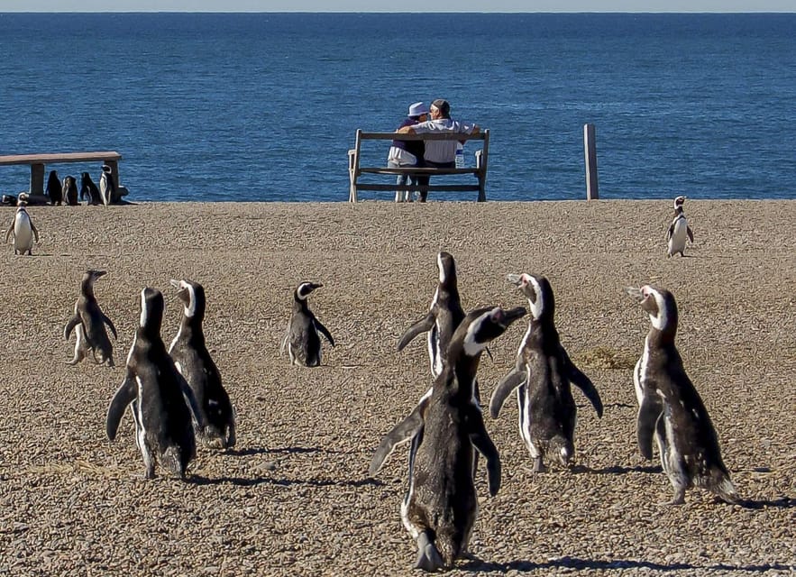 Puerto Madryn: Península Valdes with optional Whale Watching - Caleta Valdés and elephant seals