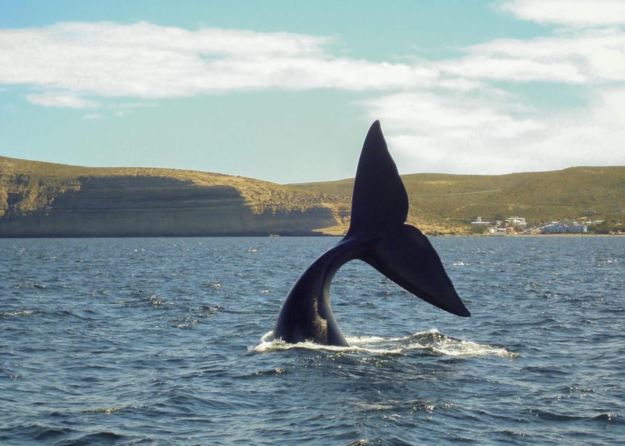 Puerto Madryn: Península Valdes with optional Whale Watching - The return drive and Carlos Ameghino Center