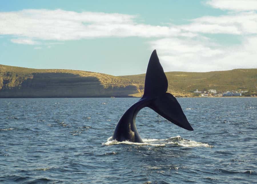Puerto Madryn: Península Valdes with optional Whale Watching - Who will enjoy this wildlife outing