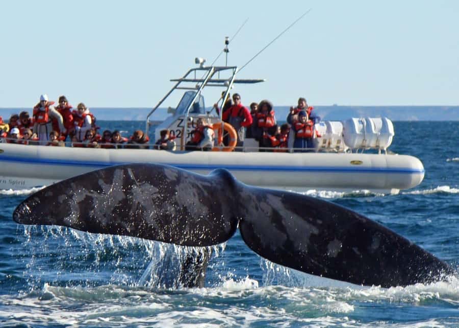 Puerto Madryn: Península Valdes with optional Whale Watching - Puerto Pirámides and the whale-watching choice