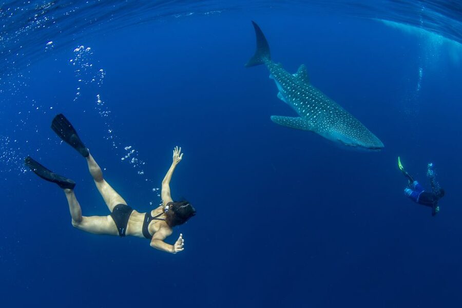 Puerto Princesa: Swim with Whale Sharks Boat Cruise - Entering the water beside the whale sharks