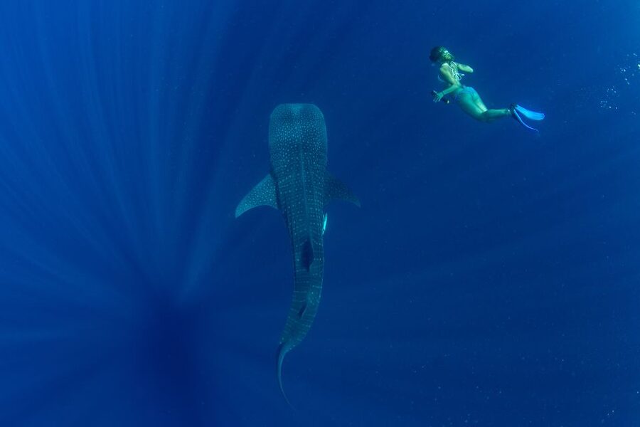 Puerto Princesa: Swim with Whale Sharks Boat Cruise - What you receive for the $60 price