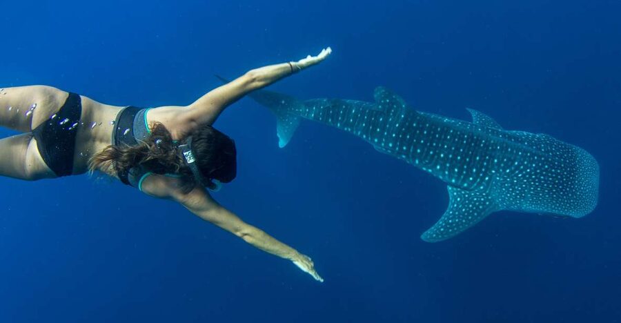 Puerto Princesa: Swim with Whale Sharks Boat Cruise - How the crew searches for whale sharks