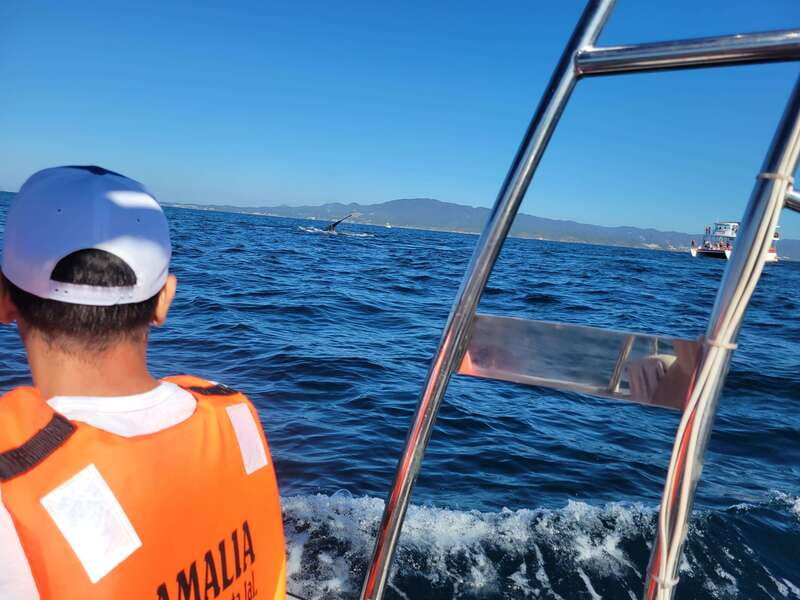 Puerto Vallarta: 3-Hour Whale Watching and Snorkeling - Key points to know before you book