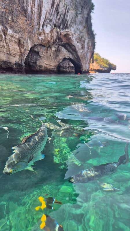 Puerto Vallarta: 3-Hour Whale Watching and Snorkeling - Guides, language, and the level of commentary