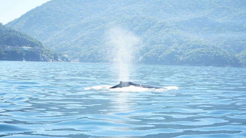 Puerto Vallarta: 3-Hour Whale Watching and Snorkeling - What the three-hour schedule is meant to include