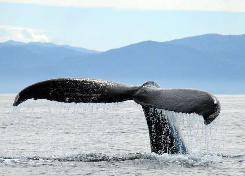 Puerto Vallarta: Humpback Whale Research Adventure Tour - Meeting the team at Ecotours Vallarta