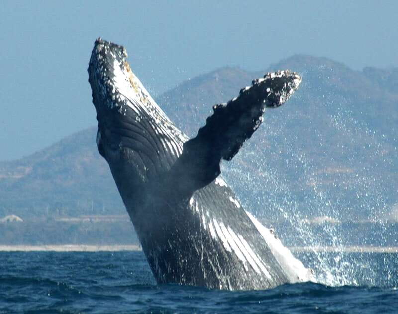 Puerto Vallarta: Humpback Whale Research Adventure Tour - Hearing whales with the hydrophone