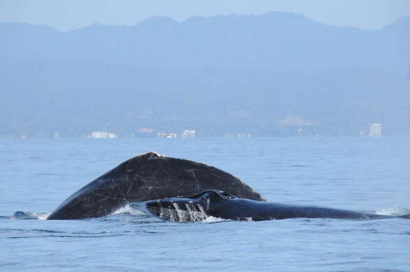 Puerto Vallarta: Humpback Whale Research Adventure Tour - How the research element changes the experience