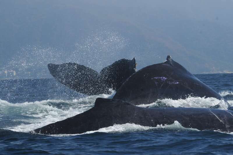 Puerto Vallarta: Humpback Whale Research Adventure Tour - What is included for the $134 price