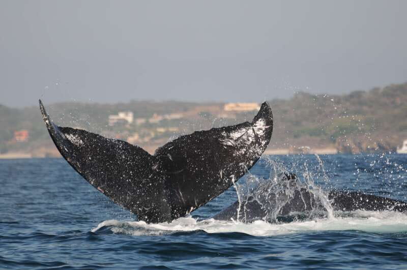 Puerto Vallarta: Humpback Whale Research Adventure Tour - Timing, weather, and the limits of wildlife watching