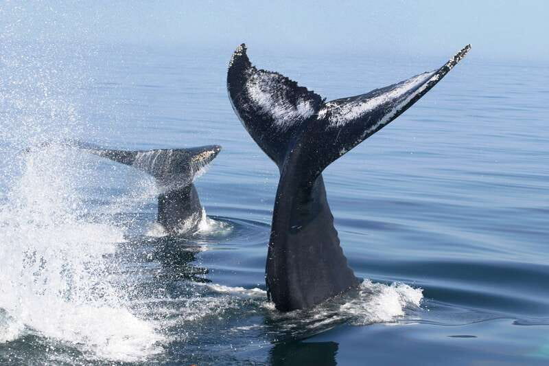 Puerto Vallarta: Humpback Whale Research Adventure Tour - Who will appreciate this tour most