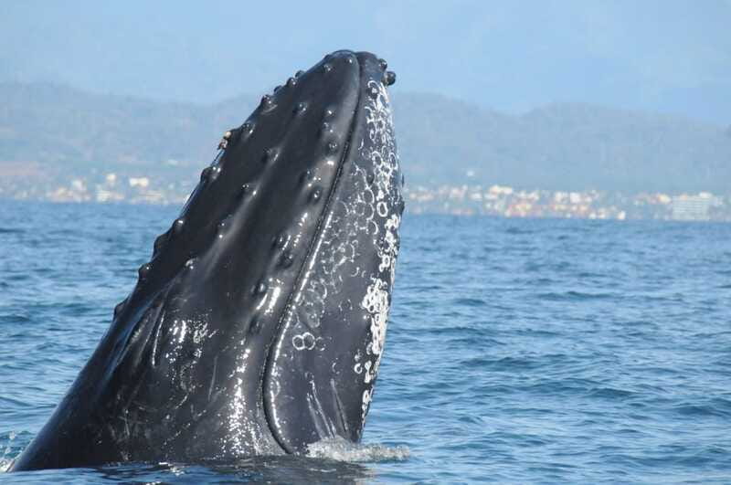 Puerto Vallarta: Humpback Whale Research Adventure Tour - Practical details before you reserve