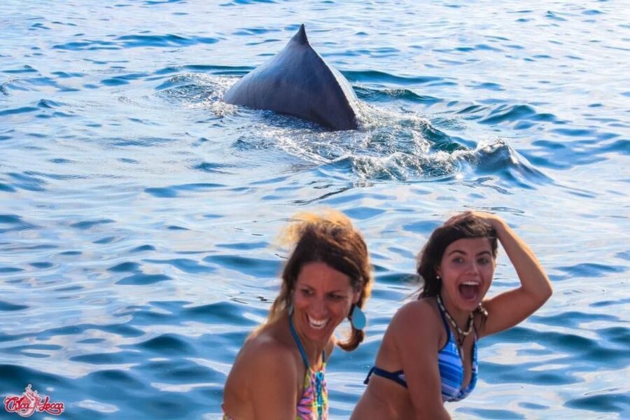Puerto Vallarta: Mega Yacht Whale Watching Sunset Cruise - How the crew shapes the evening