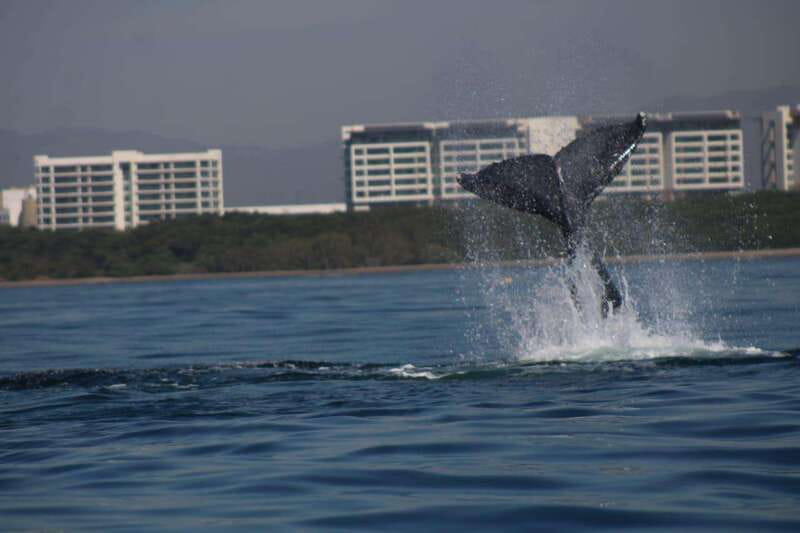 Puerto Vallarta: Whale watching - Three Hours Looking for Humpbacks in Puerto Vallarta Bay