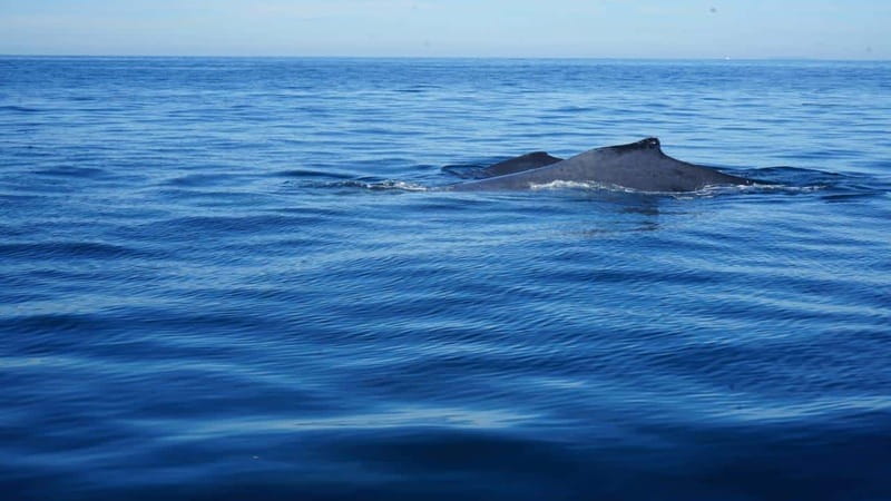 Puerto Vallarta: Whale watching - Should You Book It?