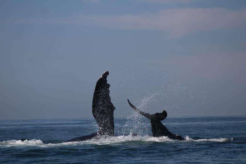 Puerto Vallarta: Whale watching - Close Encounters With Mothers, Calves, and Breaching Whales