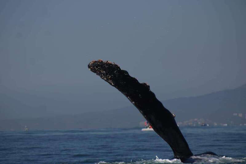 Puerto Vallarta: Whale watching - Scenery Beyond the Whales