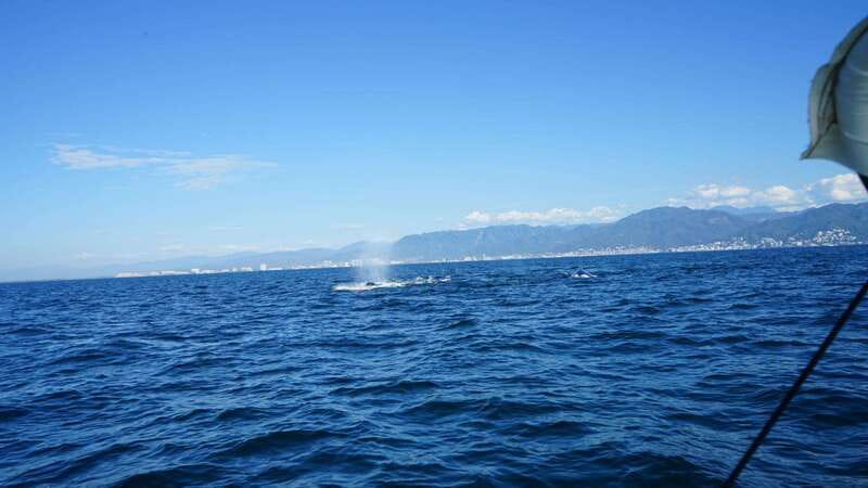 Puerto Vallarta: Whale watching - Captain Luis, the Alcatrez, and Communication