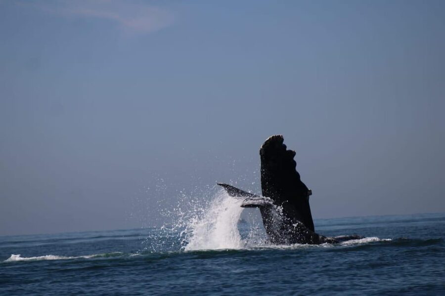 Puerto Vallarta: Whale watching - Price, Port Tax, and Overall Value