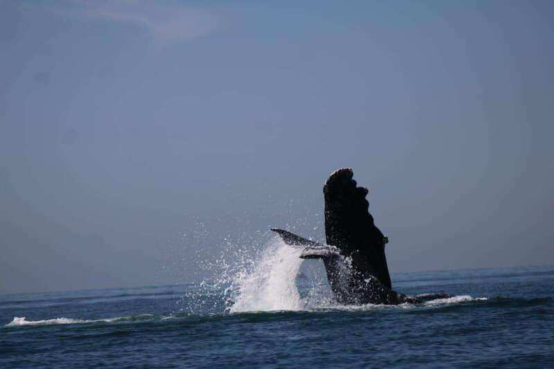 Puerto Vallarta: Whale watching - Who Should Book This Whale-Watching Trip?